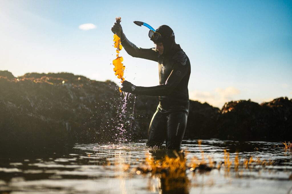 Researcher wearing wetsuit and collecting kelp for the Smale Group Green Gravel Project