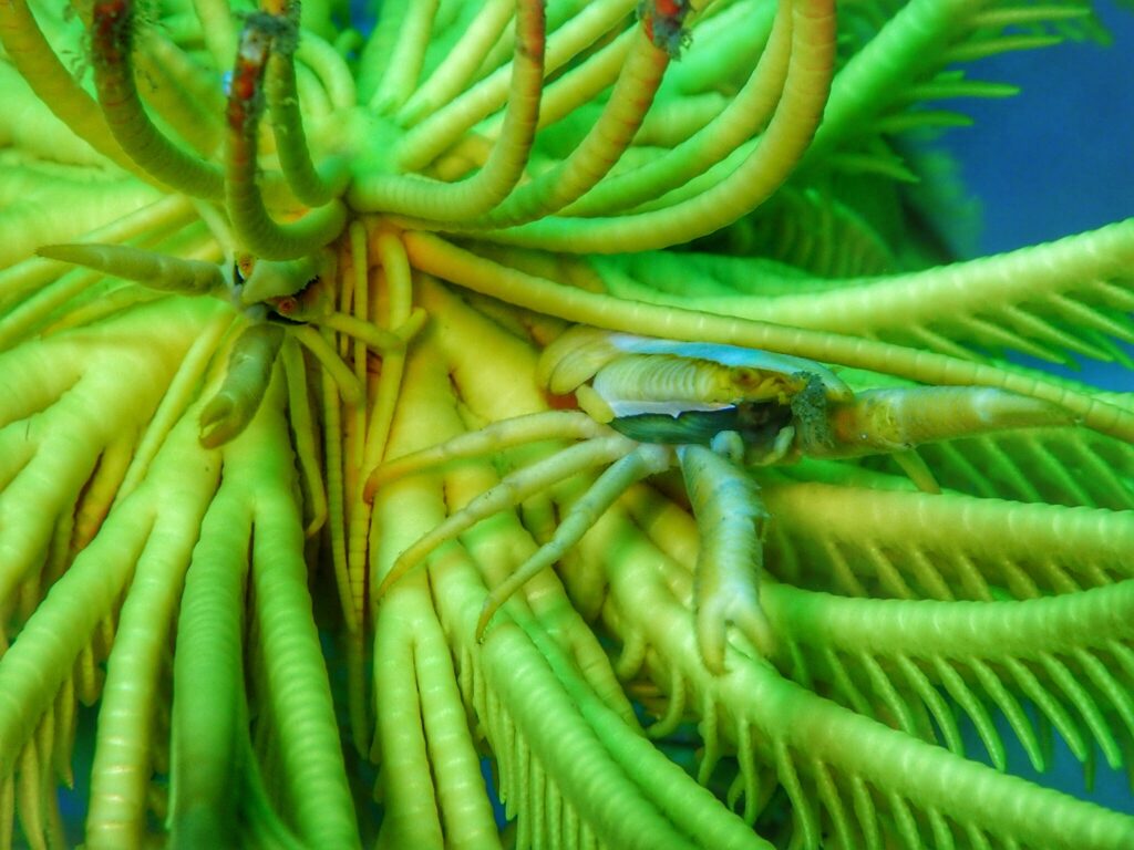 Squat lobsters on crinoid Angela Stevenson