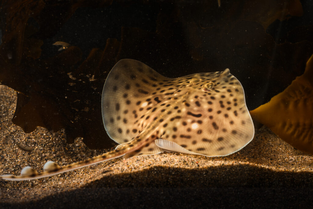 A female Spotted Ray (Raja montagui) in the research aquarium at the Marine Biological Association.