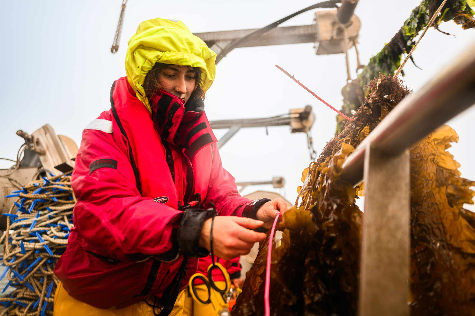 Research scientist running kelp research on a vessel