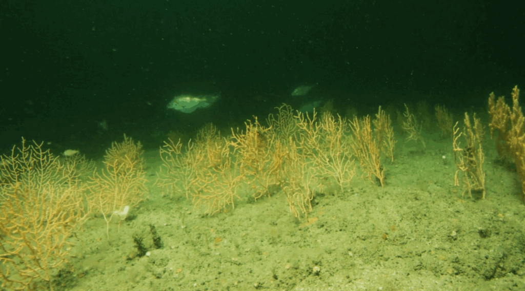 Sea fans on the seafloor with fish swimming amongst them