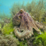 Common Octopus in amongst seaweed in the UK